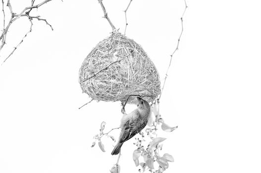 Male Southern Masked Weaver building his nest. Monochrome
