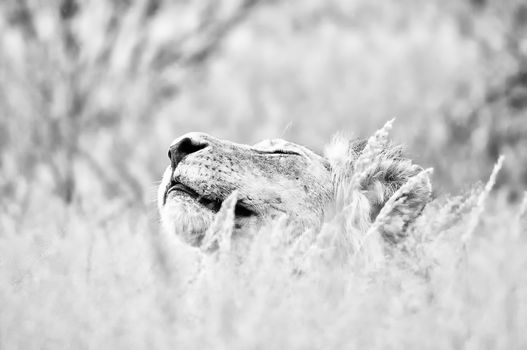 Male lion hiding in grass the Kgalagadi. Monochrome
