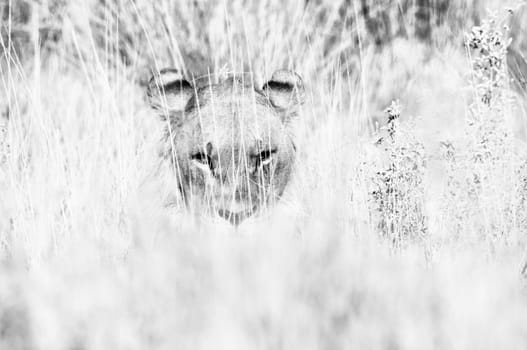 Lion hiding in the grass in Northern Namibia. Monochrome
