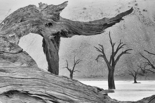 Tree skeleton at Deadvlei near Sossusvlei, Namibia. Monochrome
