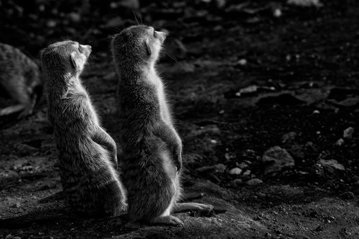 The meerkat or suricate, Suricata suricatta, is a small mammal belonging to the mongoose family. Monochrome
