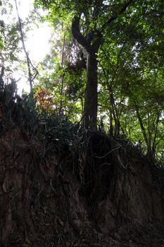 A forest scene with exposed roots in Buriram, Thailand.