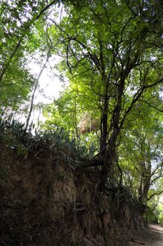 A forest scene with exposed roots in Buriram, Thailand.