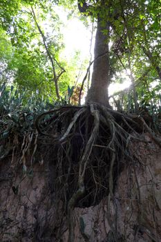 A forest scene with exposed roots in Buriram, Thailand.