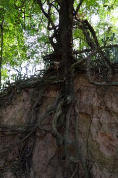 A forest scene with exposed roots in Buriram, Thailand.