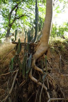 A forest scene with exposed roots in Buriram, Thailand.