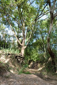 A forest scene with exposed roots in Buriram, Thailand.