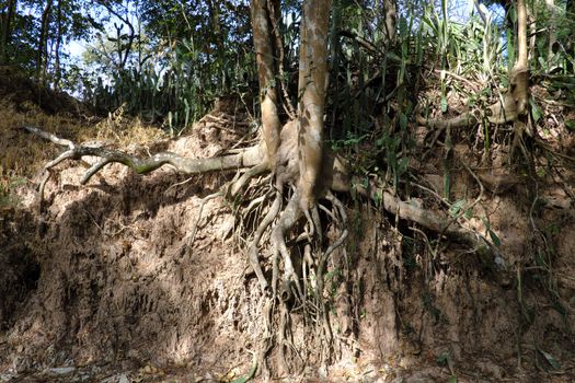 A forest scene with exposed roots in Buriram, Thailand.