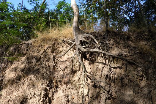 A forest scene with exposed roots in Buriram, Thailand.