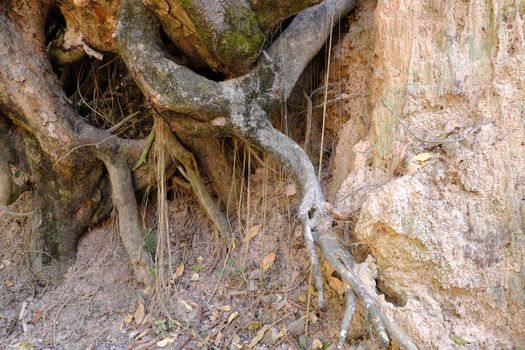 A forest scene with exposed roots in Buriram, Thailand.