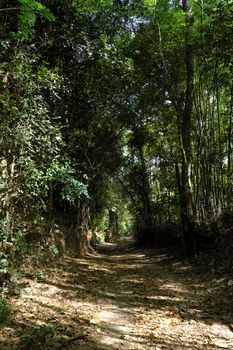 A forest scene with exposed roots in Buriram, Thailand.