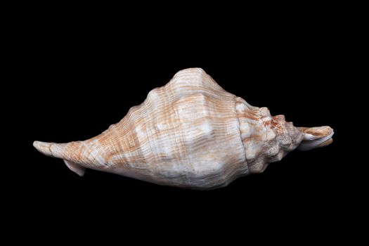 A very large seashell from Mediterana Sea with nice orange stripes