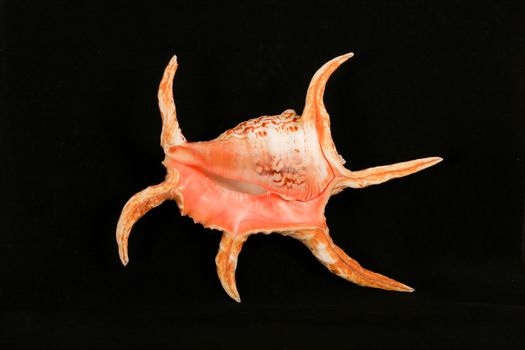 Pink Mouth detail of a big  seashell with spikes on black studio background