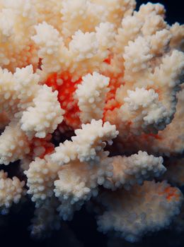 White sea coral texture