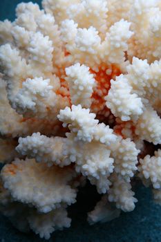 White sea coral texture