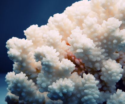 White sea coral texture