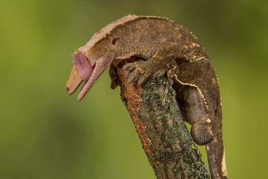 Most geckos unable to blink, this photograph shows one perced on the top of a branch licking its eye to clean it and keep it moist