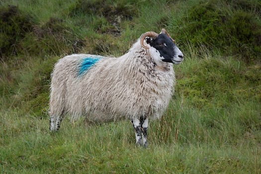 A  profile close up photograph of a sheep with a shaggy fleece standing and posing