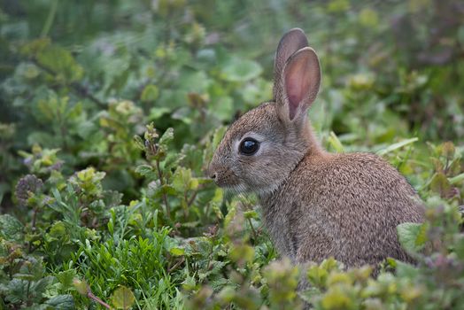 A side profile portrait of a young wild rabbit sitting in a field looking alert