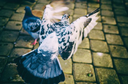 Flying white dove bird winter in the streets flying in the sky