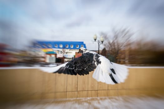 Flying white dove bird winter in the streets flying in the sky