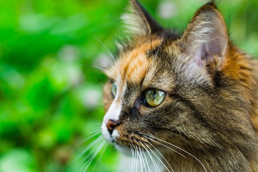 the cat looks into his eyes, a cat with beautiful eyes serious