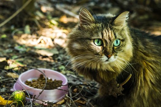 the cat looks into his eyes, a cat with beautiful eyes serious