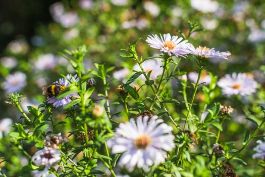 summer flowers insect summer good mood white flowers