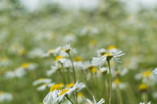 Chamomile flowers many white flowers in a field