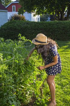 twenty something woman wearing a sun dress and a straw hat searching through a tomato plant