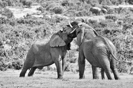 Two male African elephants fighting in the Eastern Cape Province of South Africa. 