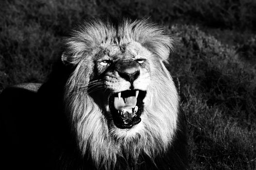 A Kalahari lion, panthera leo, at Kuzuko in South Africa. Monochrome