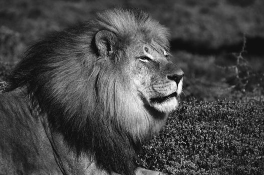 A monochrome Kalahari lion, panthera leo, at Kuzuko in the Eastern Cape Province of South Africa