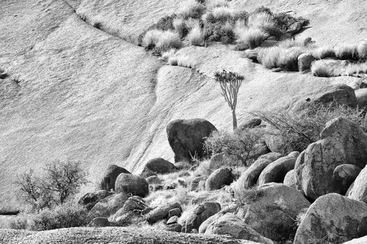 Monochrome landscape with quiver tree at the Spitzkoppe in Namibia