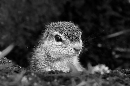 Monochrome Cape Ground Squirrel (Xerus Inauris). Photo taken at Mata Mata, South Africa