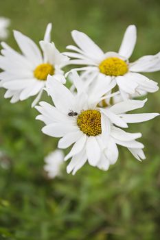 three daisy flower with an insect to a flower