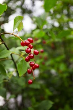 Small branch with a few winterberries