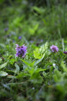 Small northered carpenter's herb among grass