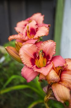 Growth of daylilies in a garden