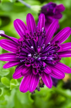 small purple flower in a garden