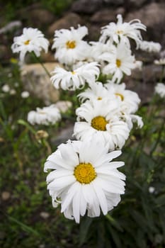 Growth of daisy flower in a garden