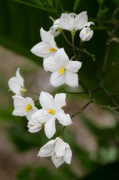 Close-up of multiples solanum jasminoïde 