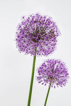 Two purple sensation allium isloated on white background