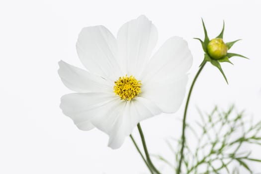 Cosmo flower against a white background