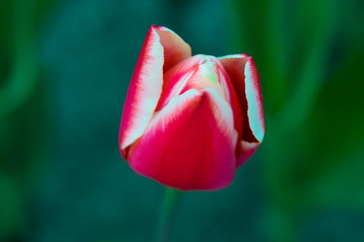 beautiful red flower close up on green background Tulip