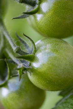 small green cherry tomatoes on the plant