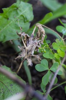 Dead leaves from a cucumber plant among weeds