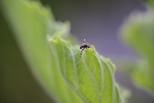 Canada thistle gall fly on the leaf of a sunflower plant