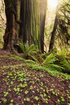 Sunlight in the Redwood Forest