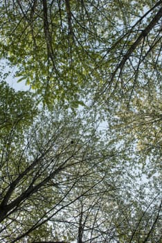 the foliage of the trees seen from below